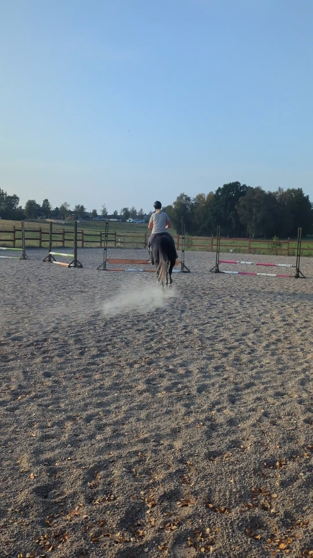 Allround hästar till salu: Lyxig allroundhäst i Klippan - Video 2