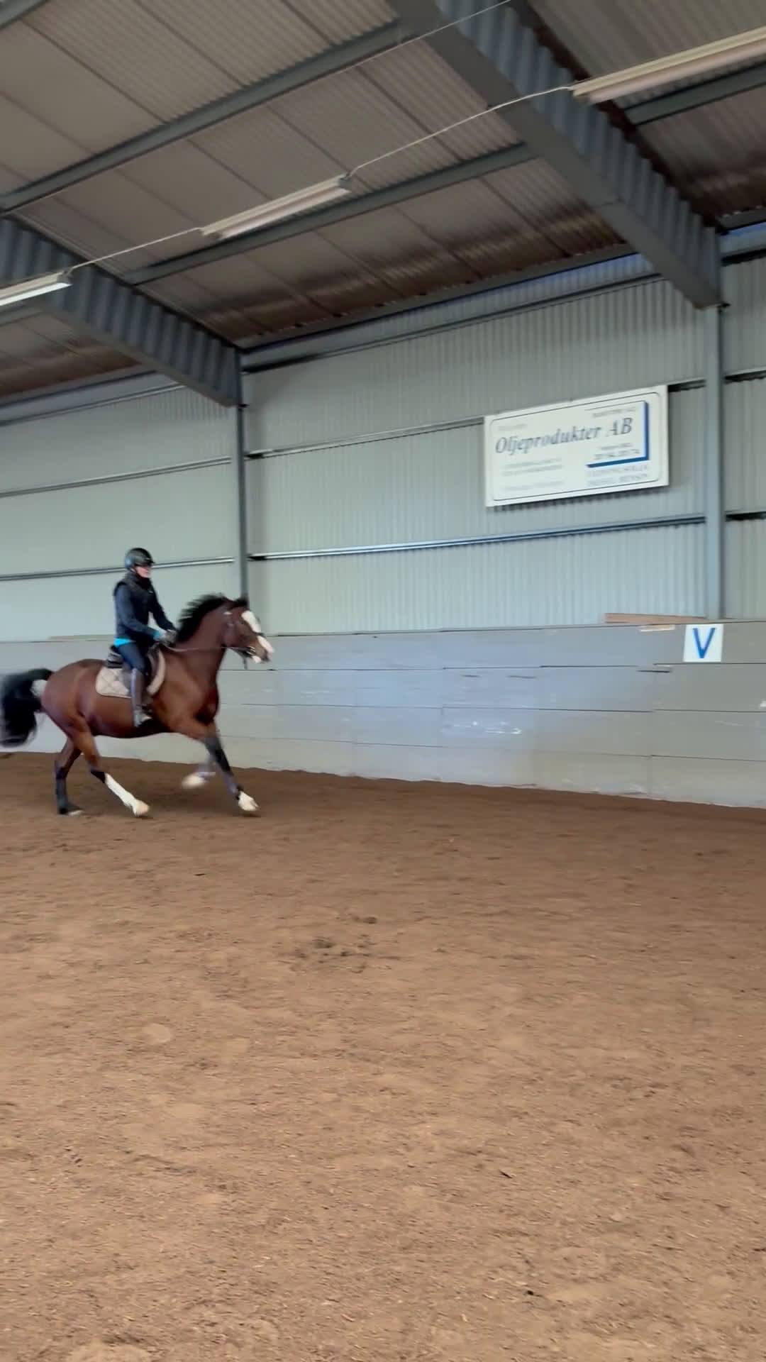 Allround hästar till salu: 3-årig hopptalang med bra gångarter!  i Hjo - Video 2