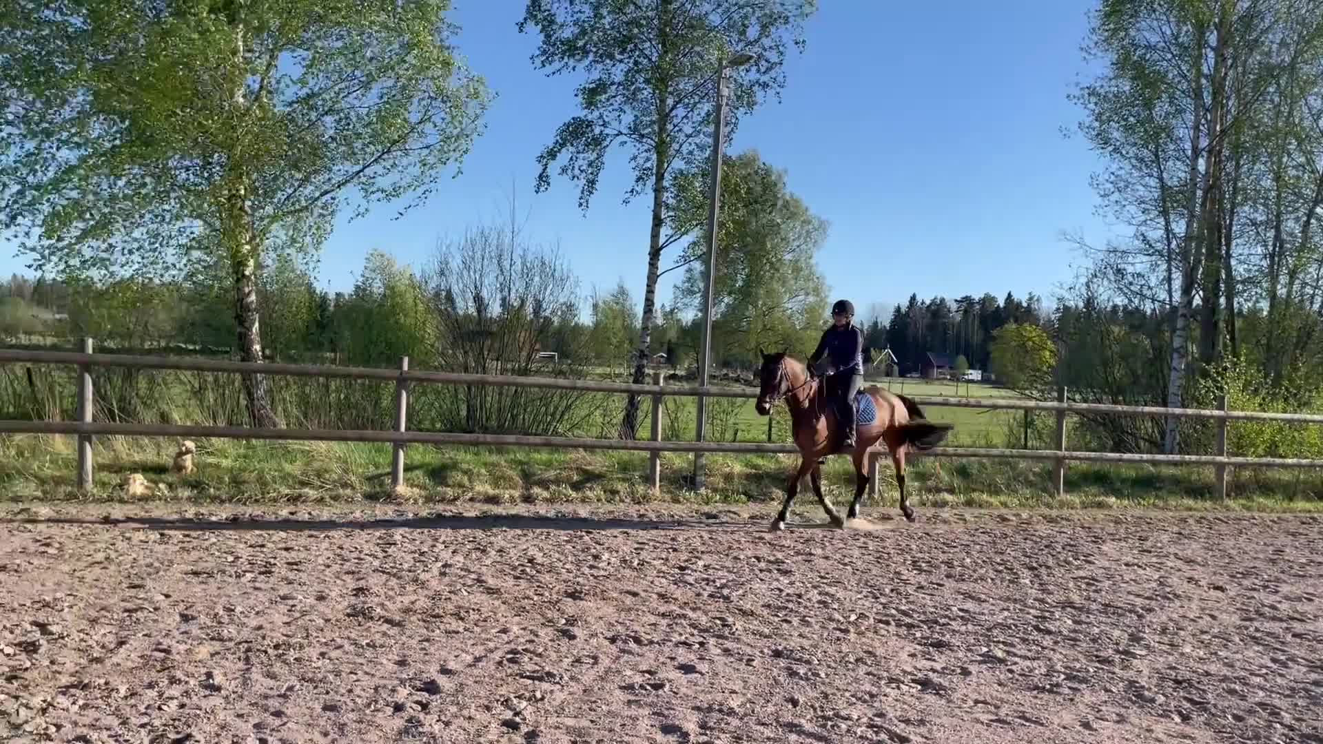 Dressyr hästar till salu: Lyxig hobbyhäst - Video 4