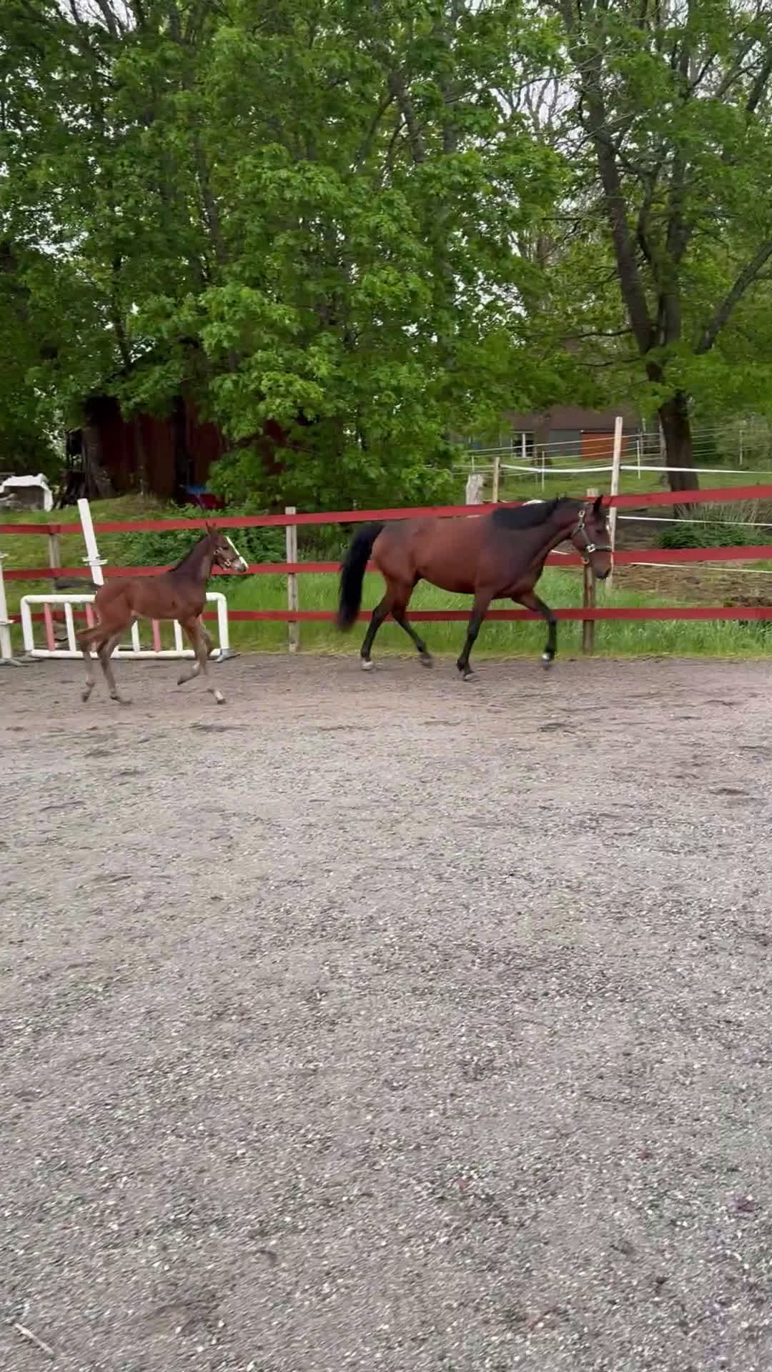 Hoppning hästar till salu: Hingst med toppstam! - Video 1