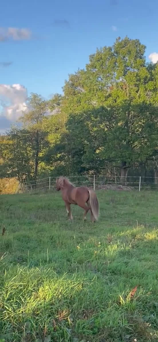 Island hästar till salu: En kompis för livet i Sköldinge - Video 1