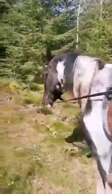 Övrigt hästar till salu:  arabkorsning - Video 5