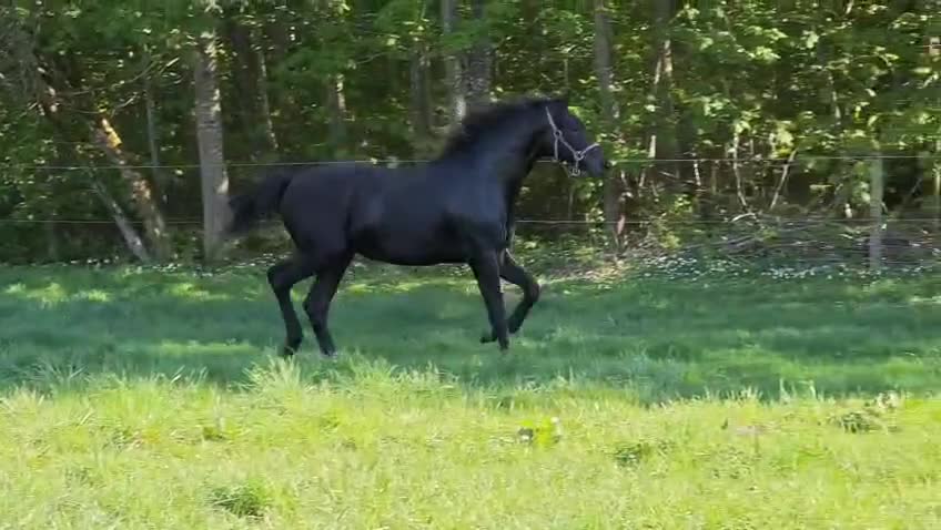 Dressyr hästar till salu: Mycket vacker svart hingst född -25 - Video 1