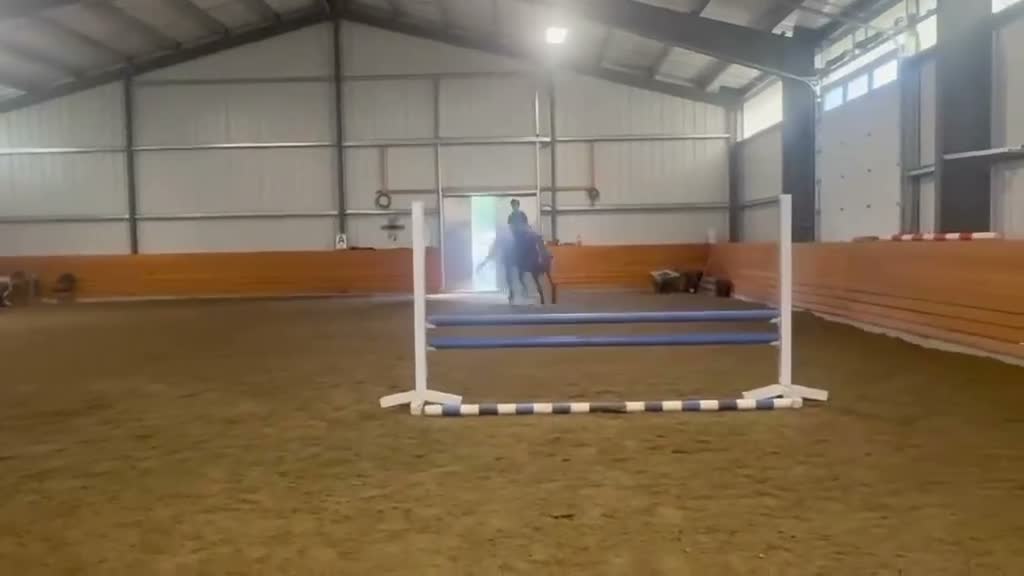 Hoppning hästar till salu: Otroligt snäll och lovande unghäst - Video 1