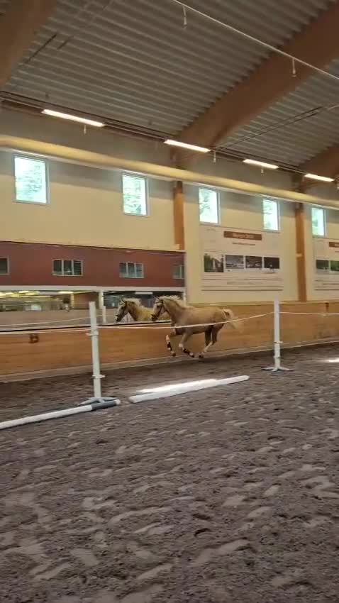 Allround hästar till salu: Fantastiskt vacker & snäll  - Video 1