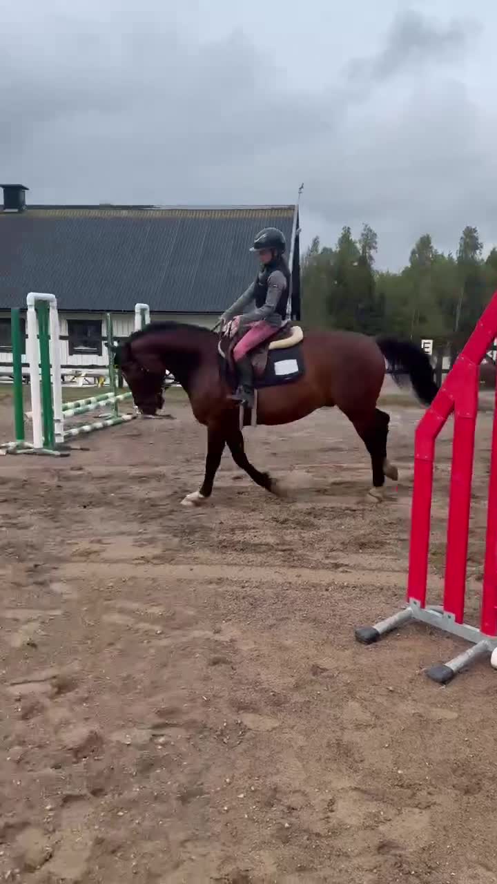 Dressyr hästar till salu: Lyxig allround ponny  - Video 1