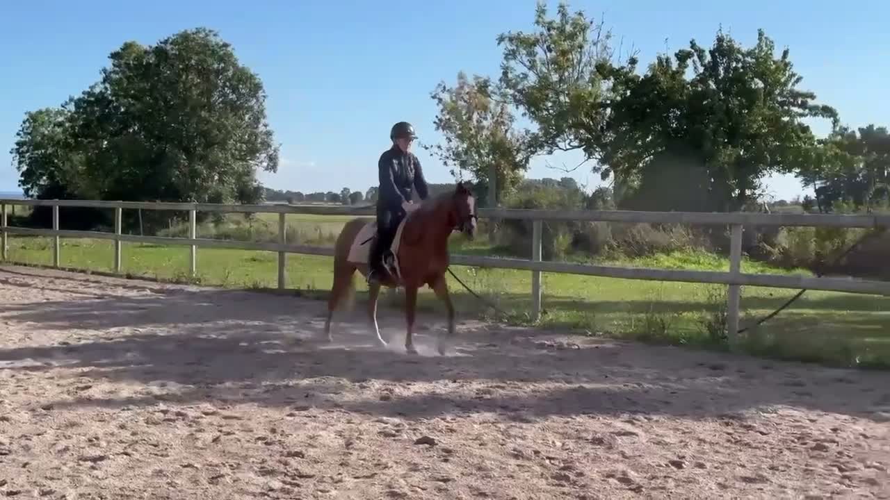 Allround hästar till salu: Lovande 3års sto med dubbeldiplom - Video 1