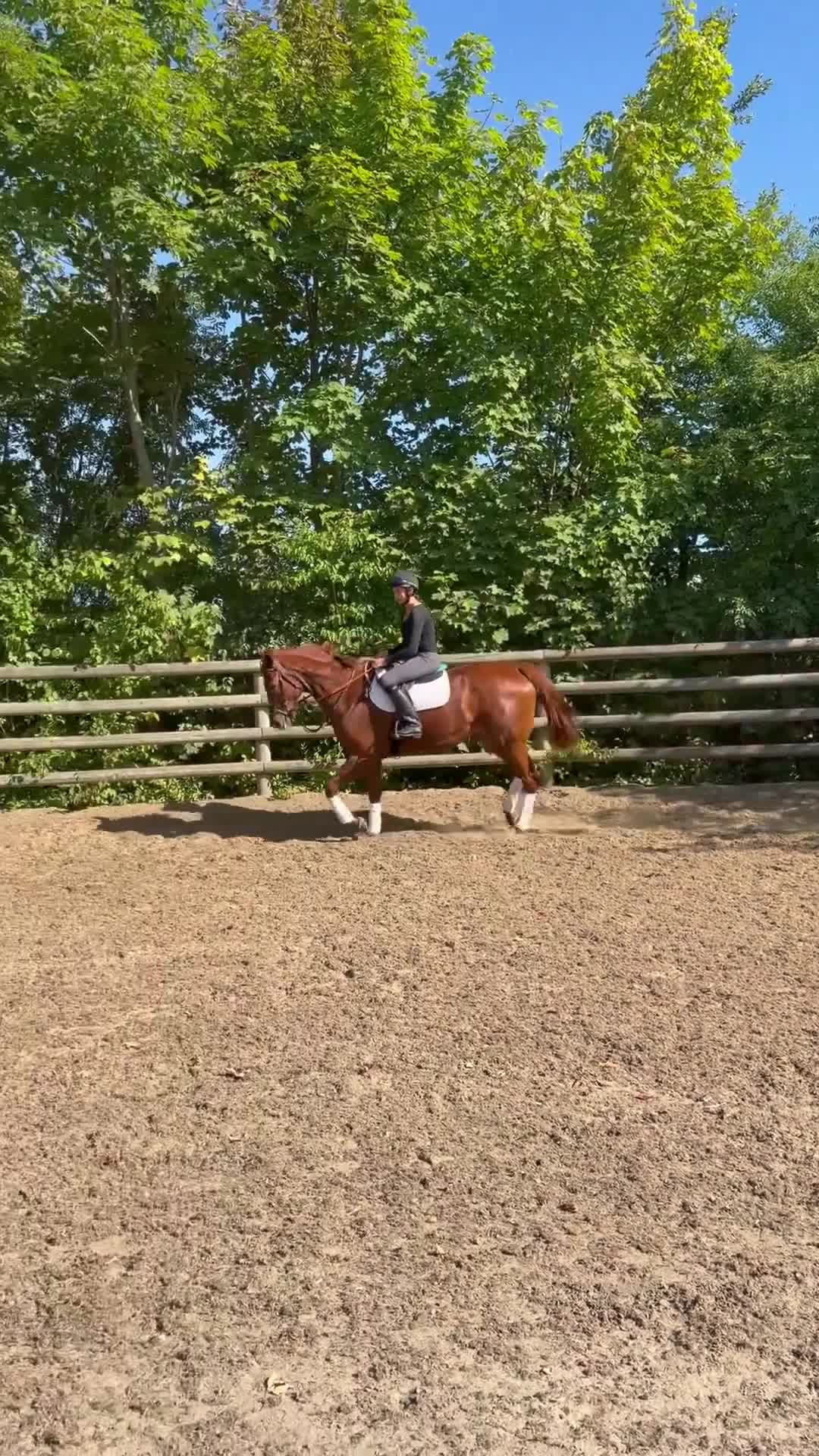 Allround hästar till salu: Fin tjej med talang - Video 3