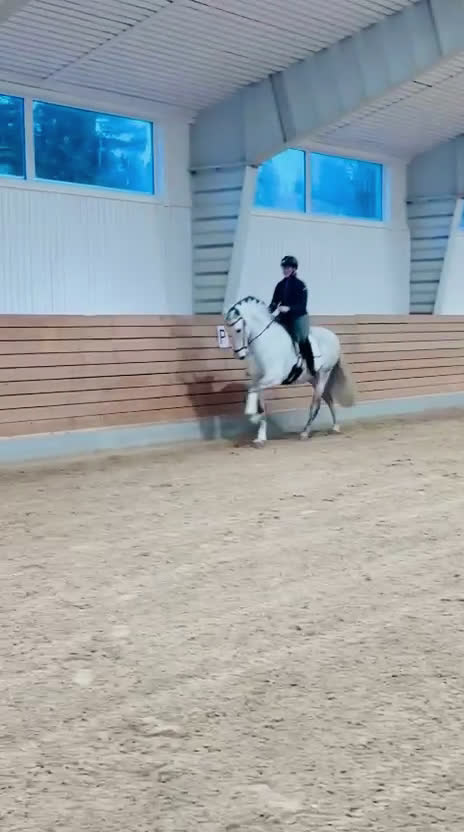 Dressyr hästar till salu: Ståtlig valack med hjärta av guld!  i Överhörnäs - Video 1