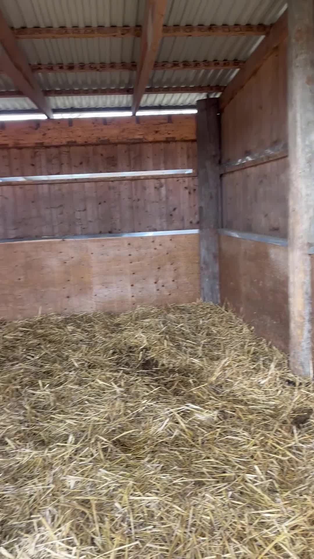  stallplats finnes: Lösdrift/bete för ston - Video 1