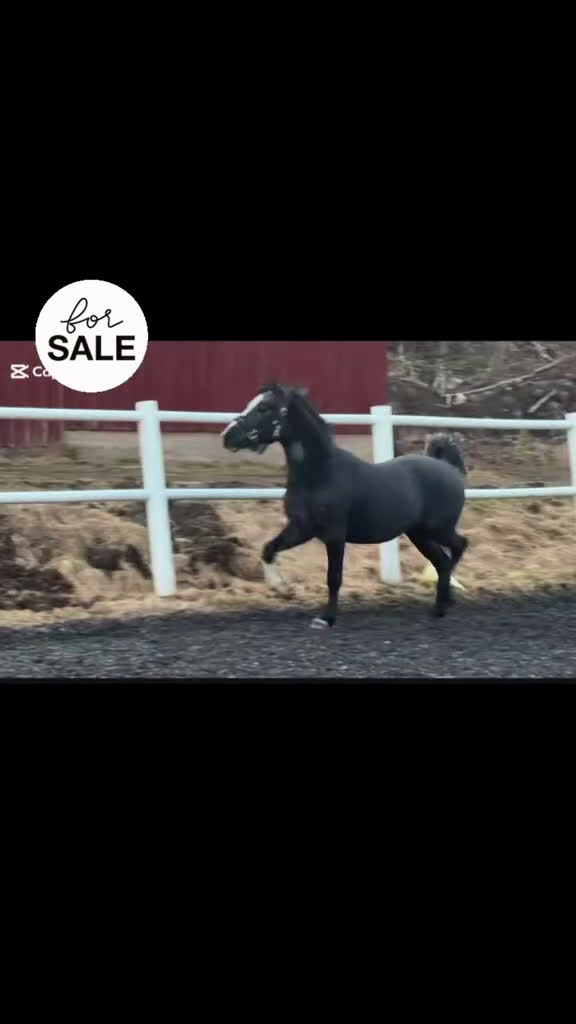 Allround hästar till salu: Framtida tävlingsponny - Video 1