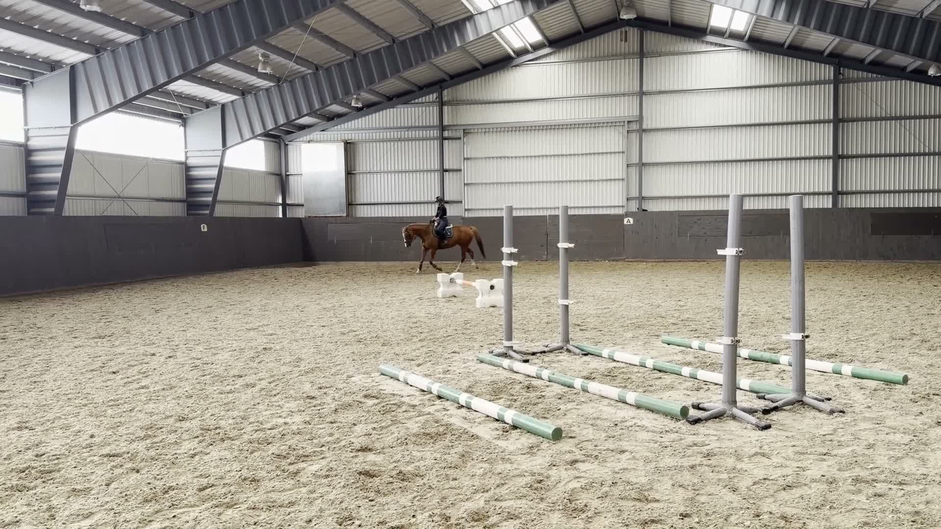 Allround hästar till salu: Charmigt fullblodssto! - Video 3