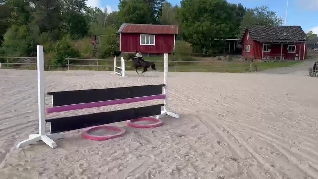 Hoppning hästar till salu: Ungponny med Kapacitet  - Video 1