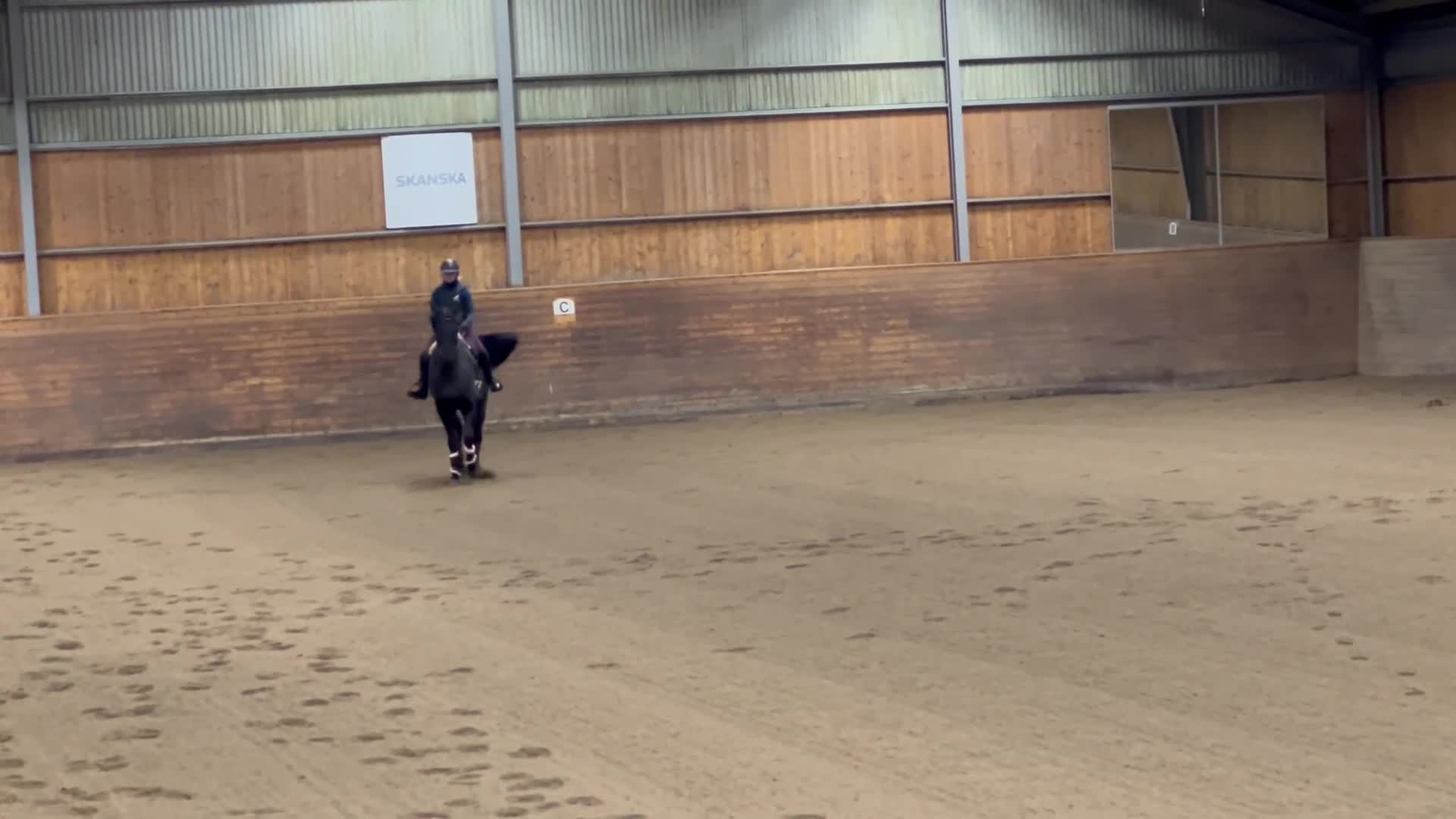 Allround hästar till salu: Trevlig allroundhäst - Video 3