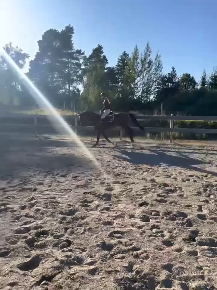 Hoppning hästar till salu: Läromästare till salu! ⭐️ - Video 1