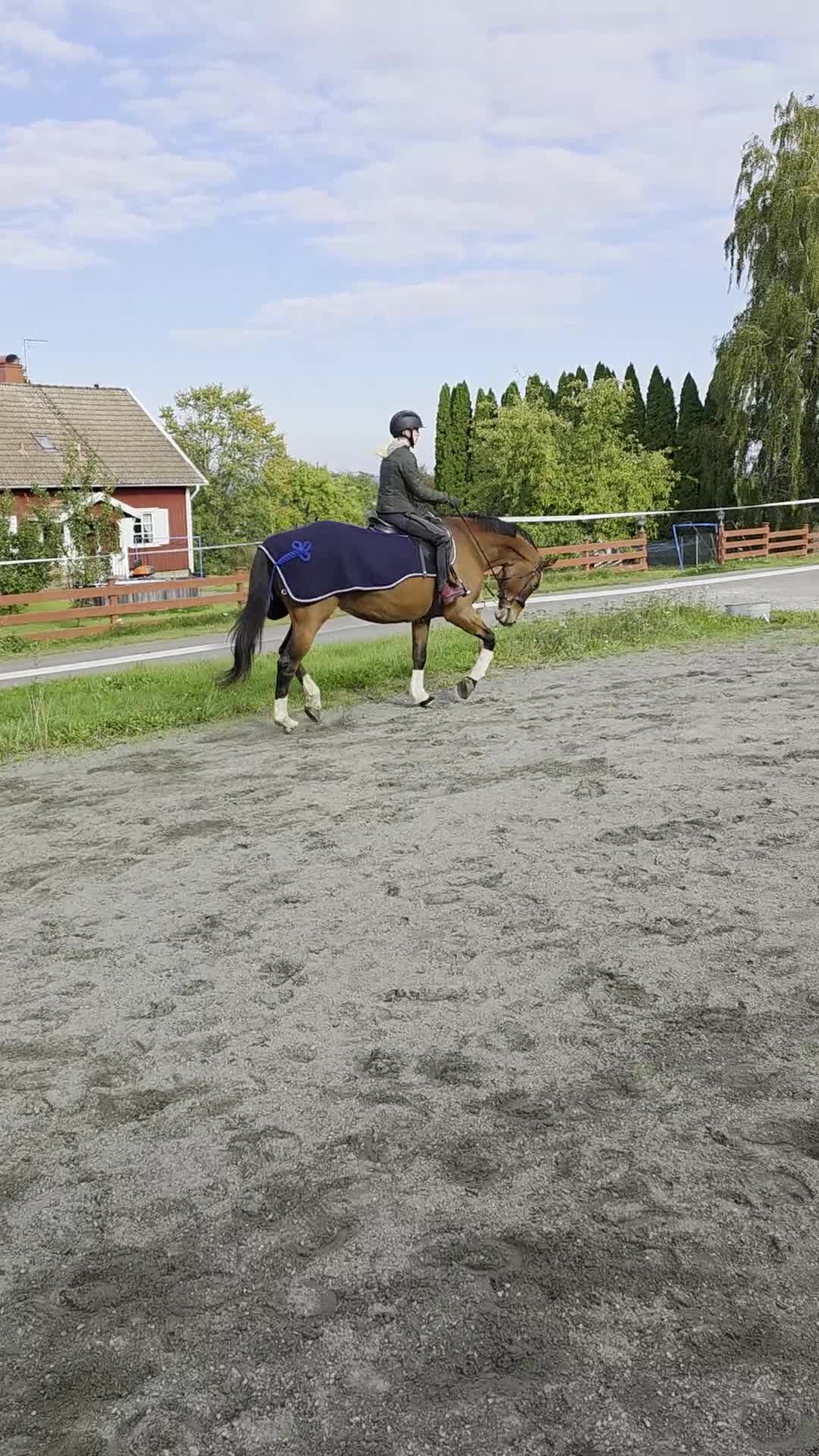 Avelshästar hästar till salu: Jätte fint avelssto med kanon hoppstam säljes/byte i Falköping - Video 1