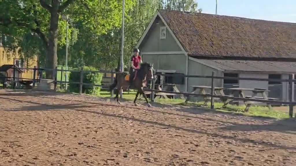 Dressyr hästar till salu: Ämne för framtiden i Borensberg - Video 3