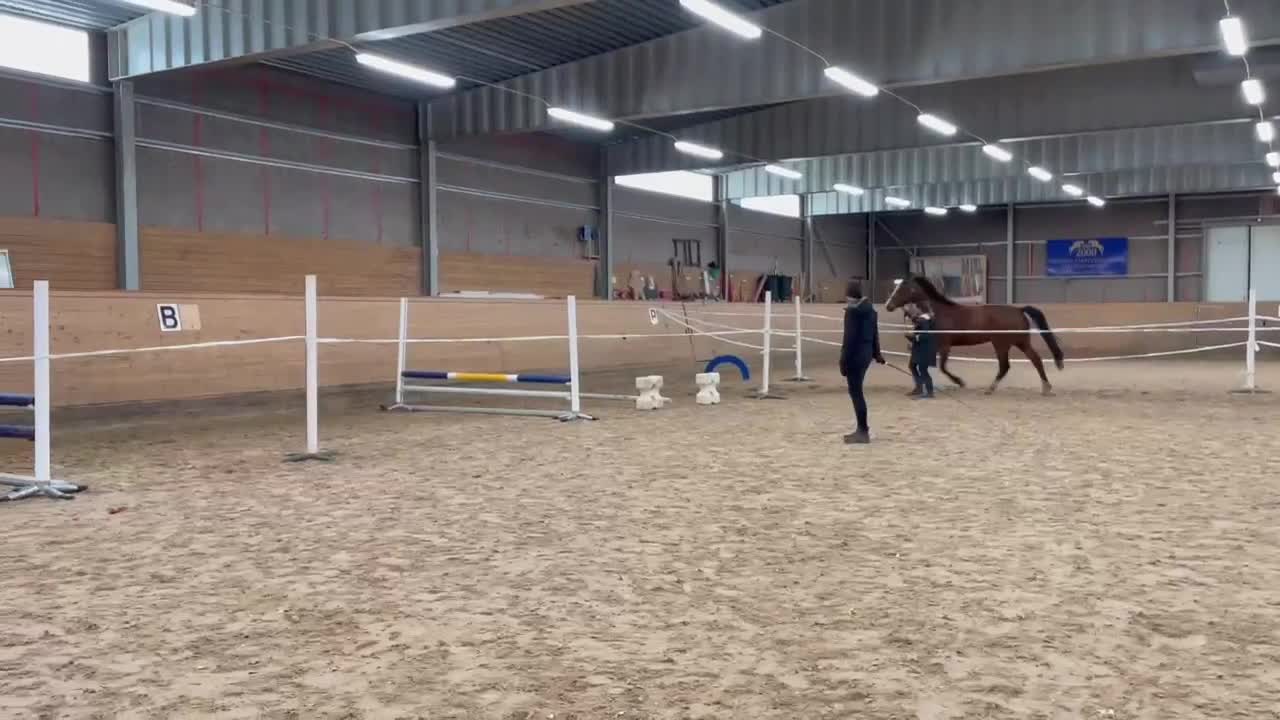 Hoppning hästar till salu: "Hjärtat" på rätt ställe - Video 1