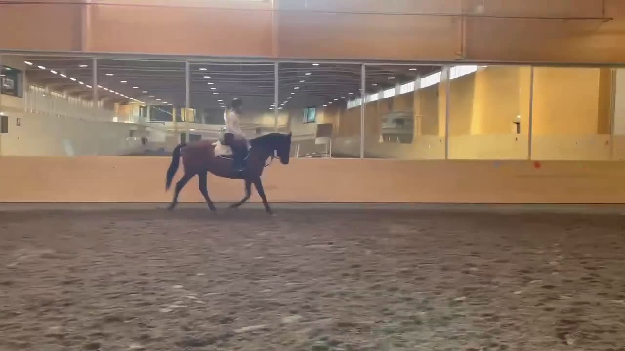 Allround hästar till salu: Piggt och trevligt allroundsto i Boden - Video 5