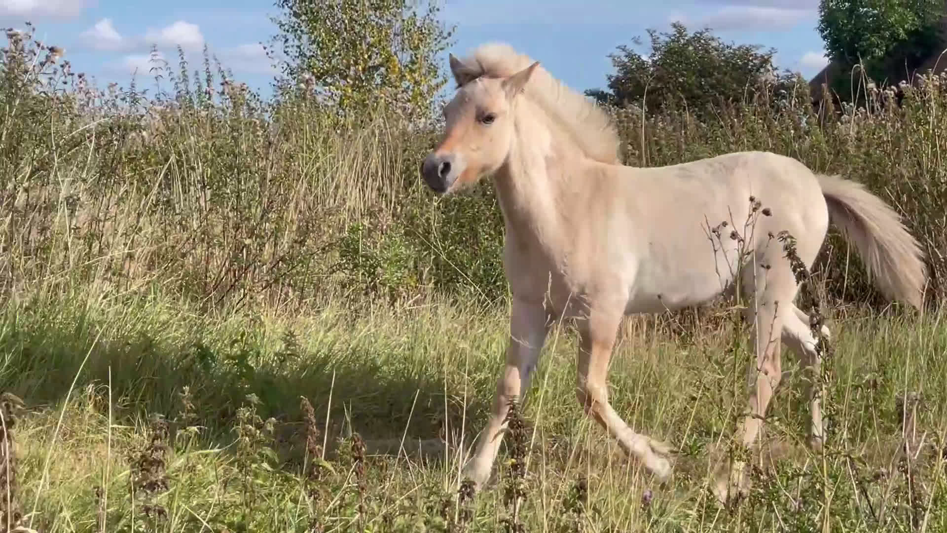 Avelshästar hästar till salu: 1 rödblackt hingstföl i Trollhättan - Video 1