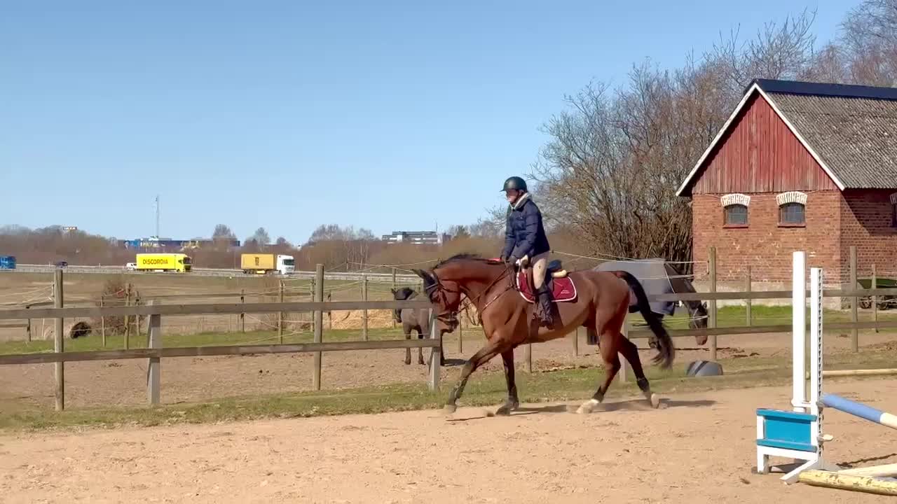 Hoppning hästar till salu: Underbar, vacker kille med potential - Video 2