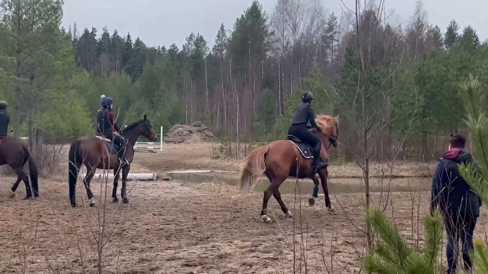 Hoppning hästar till salu: 🌟 Tävlingshäst med kapacitet – 11-årigt sto i Strömsholm - Video 4