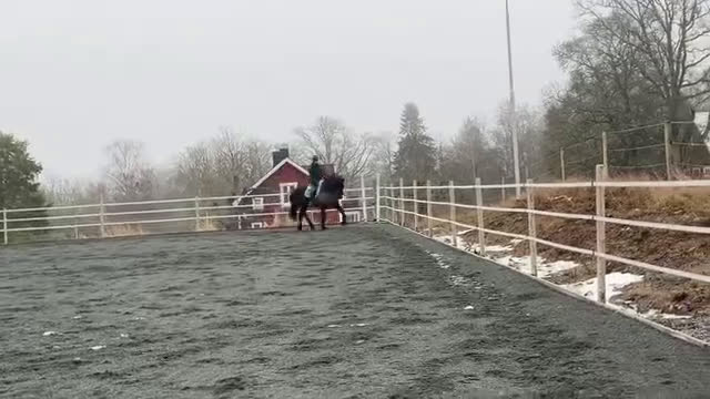 Allround hästar till salu: Fantastisk frieservalack i Nässjö - Video 1