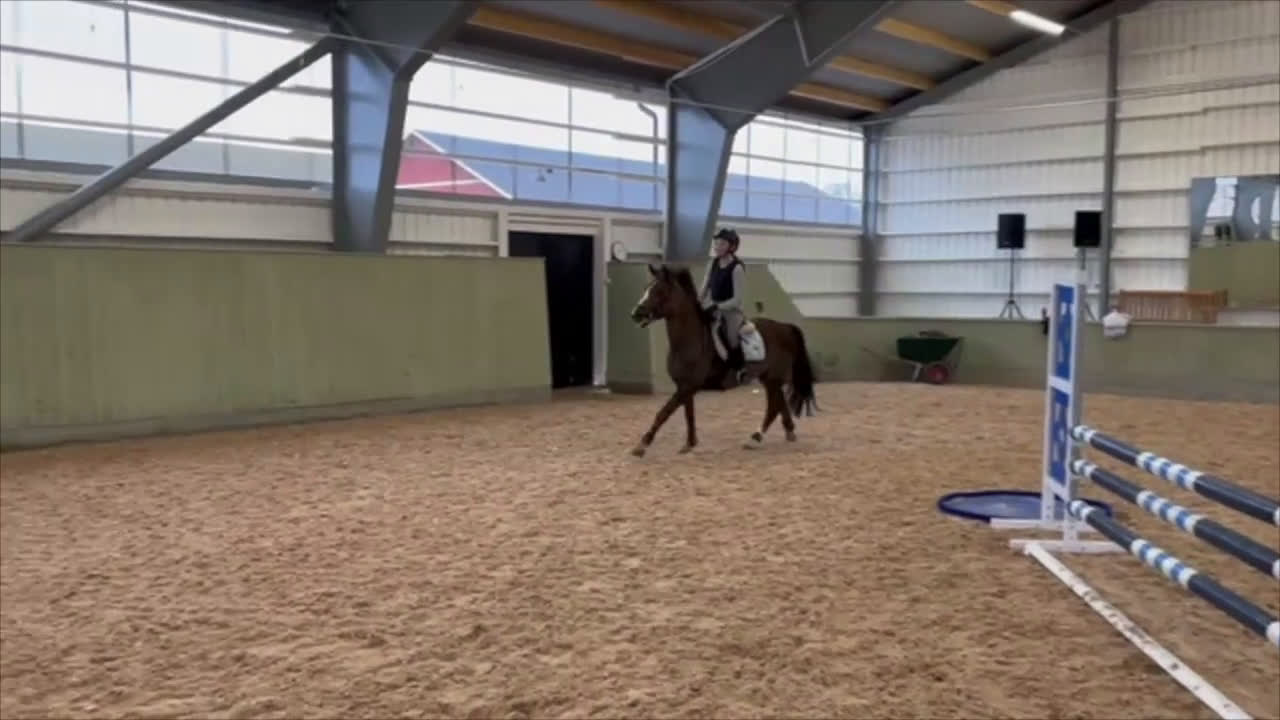 Allround hästar till salu: Stackarps Delphi i Vagnhärad - Video 2