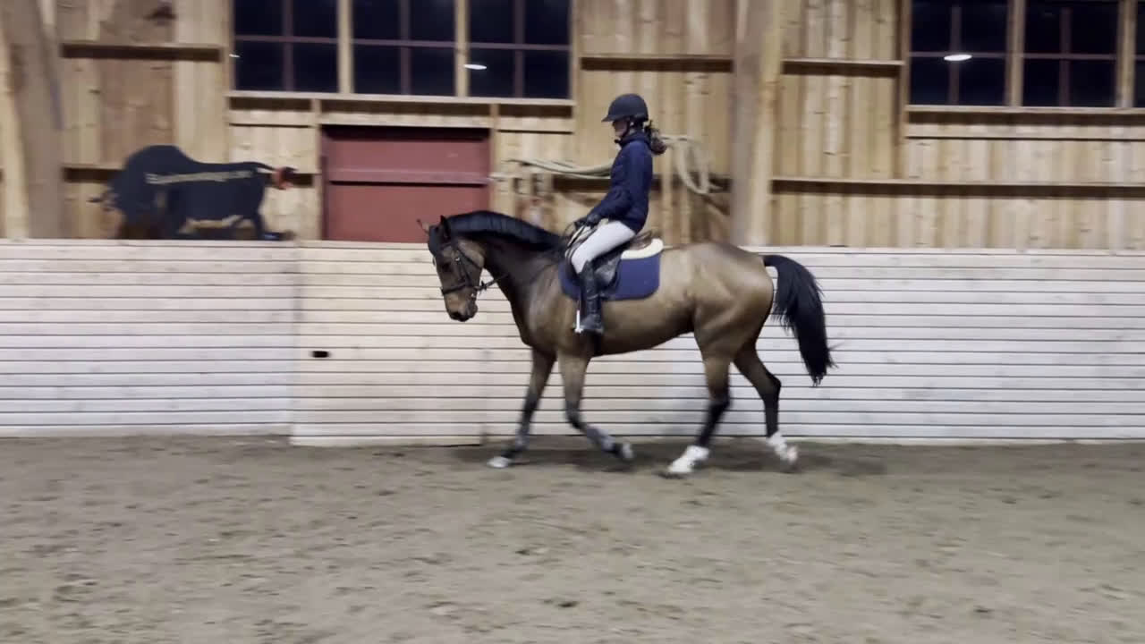 Allround hästar till salu: Välstammad o snygg allround inriktning hoppning i Stallarholmen - Video 2