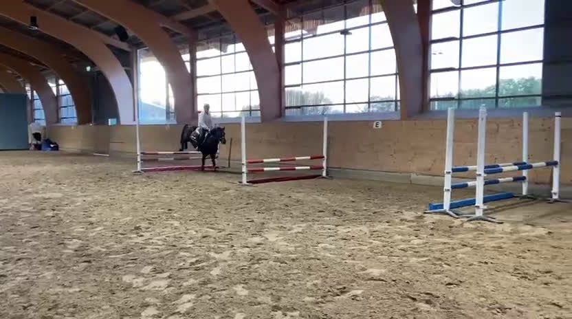 Hoppning hästar till salu: Bästa ponnyn söker ny kärleksfull familj  i Malmö - Video 4