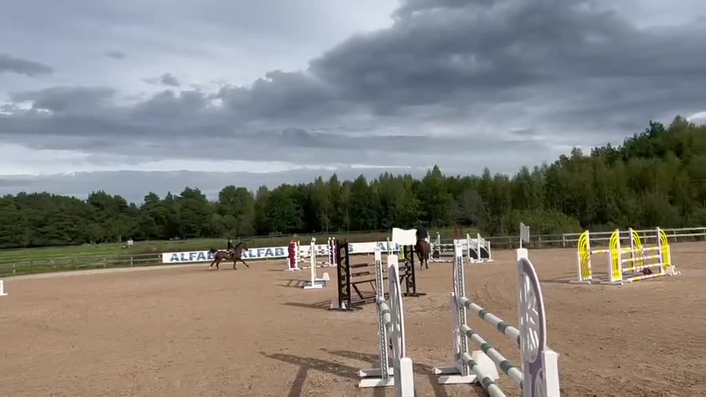 Hoppning hästar till salu: Drömhästen! - Video 3