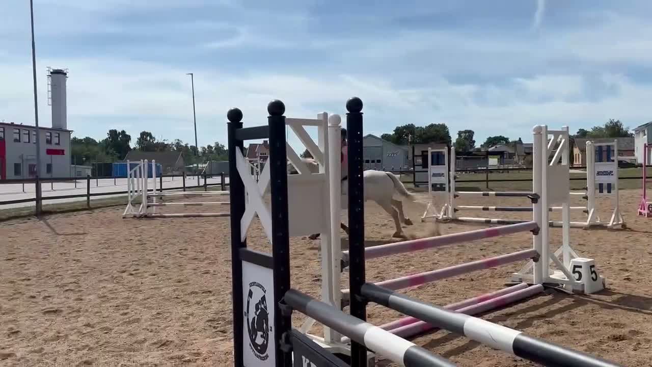 Hoppning hästar till salu: Snällaste Issy söker nytt hem.  - Video 4