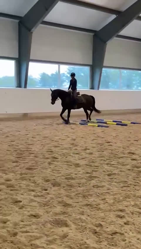 Allround hästar till salu: 8-årigt snyggt & trevligt sto i Vellinge - Video 1