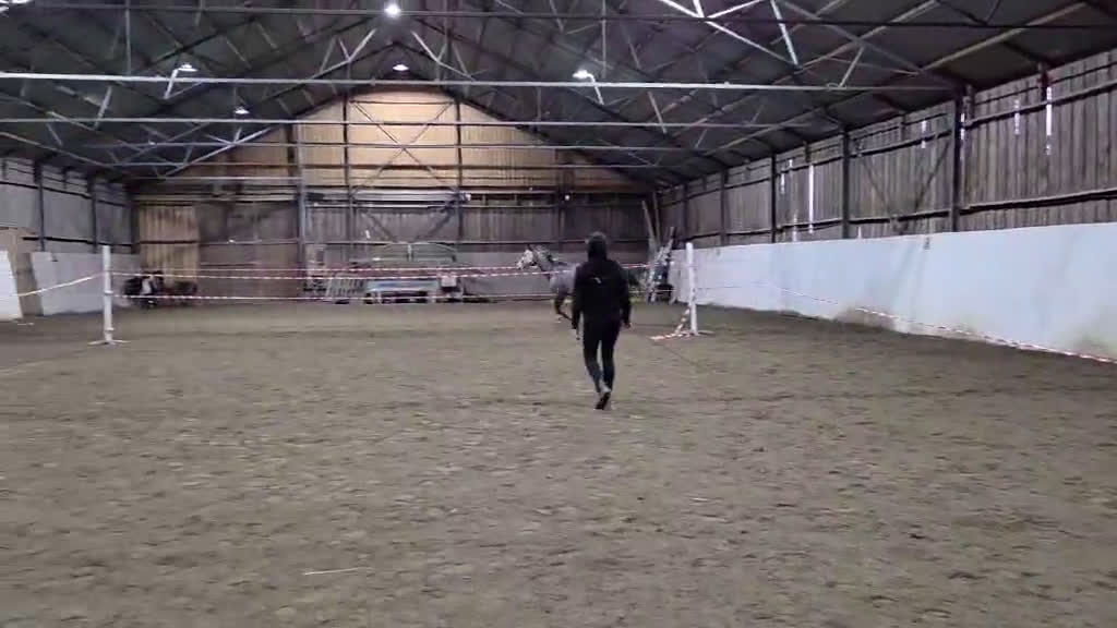 Hoppning hästar till salu: Sto med mkt kapacitet, projekt eller avel i Kågeröd - Video 1