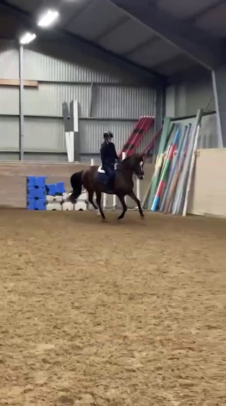 Allround hästar till salu: Nätt sto som vill fortsätta utvecklas i Stigtomta - Video 3