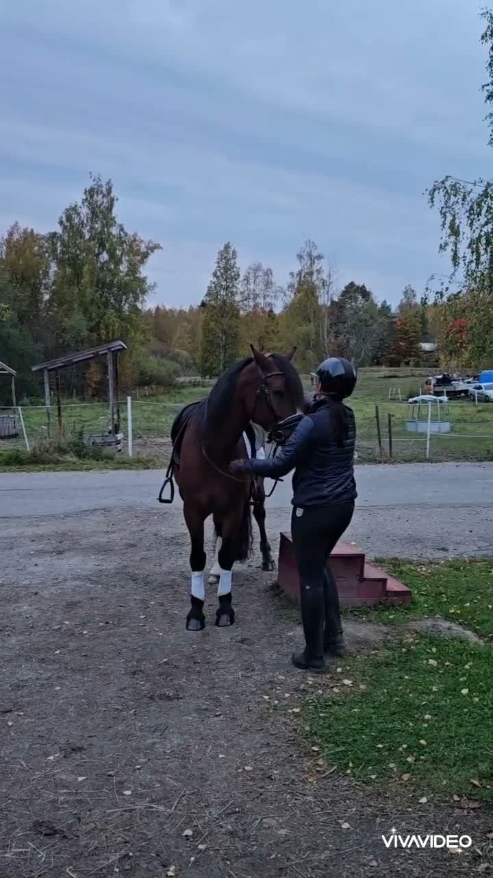 Allround hästar till salu: Drömkille - Video 1