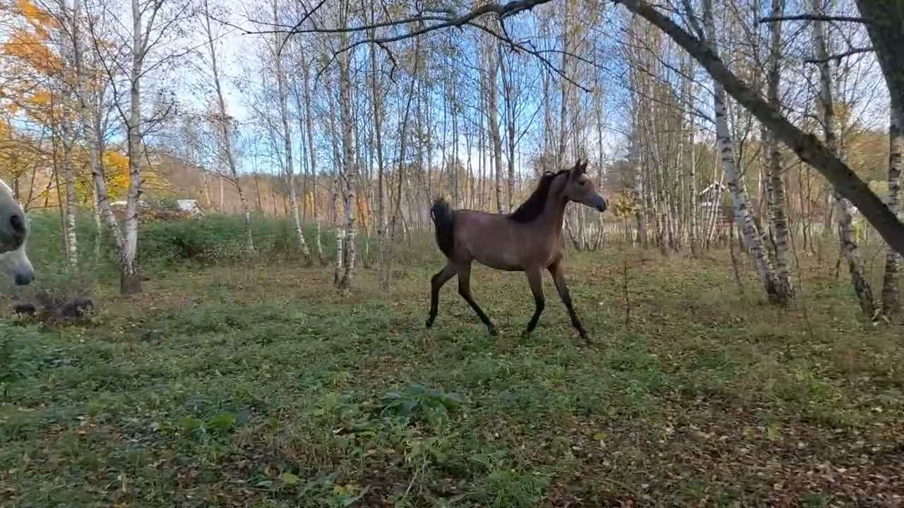 Allround hästar till salu: Vackert sto - Video 1