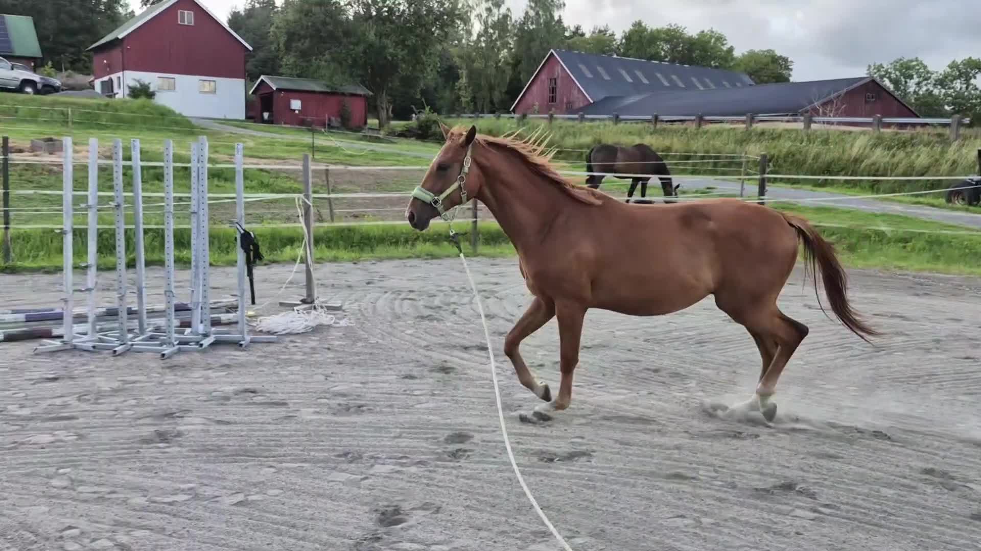Hoppning hästar till salu: Hoppsto f.24 - Video 1