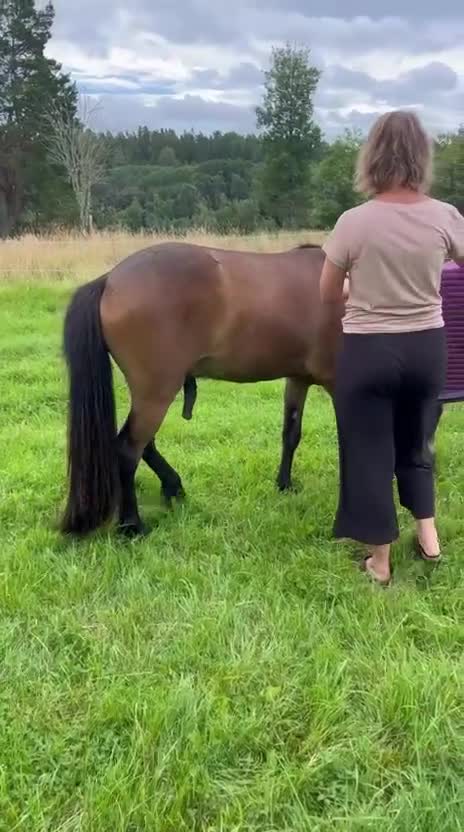 Island hästar till salu: Trevlig valack 3 år - Video 1