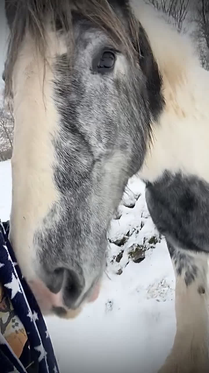 Övrigt hästar till salu: Fina tjejen Luna i Vankiva - Video 2