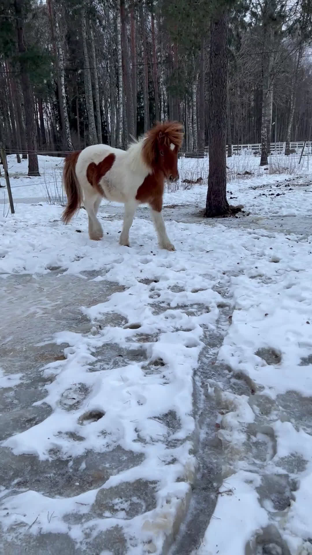 Island hästar till salu: 2 årigt islandshäst sto efter Smyrill fra lian  - Video 1