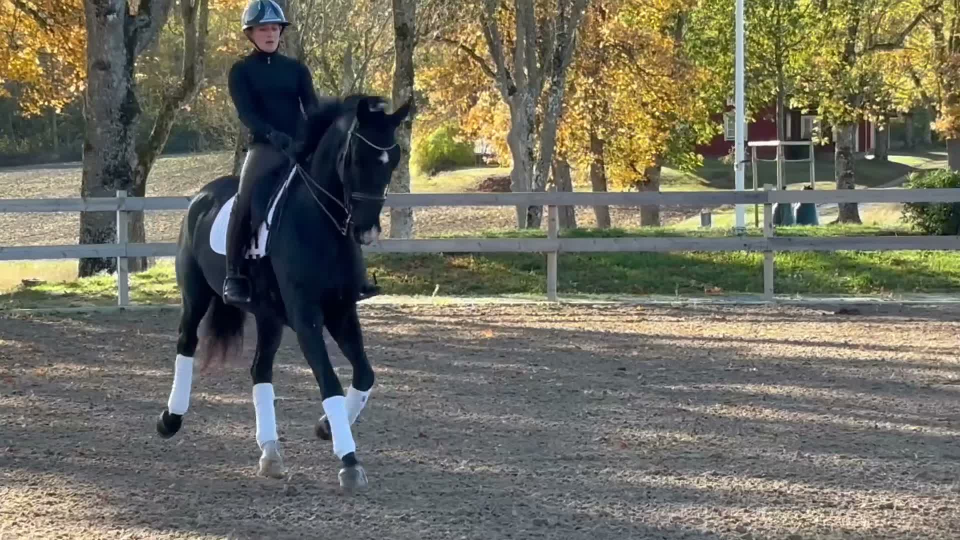 Dressyr hästar till salu: Fantastisk valack - Video 1
