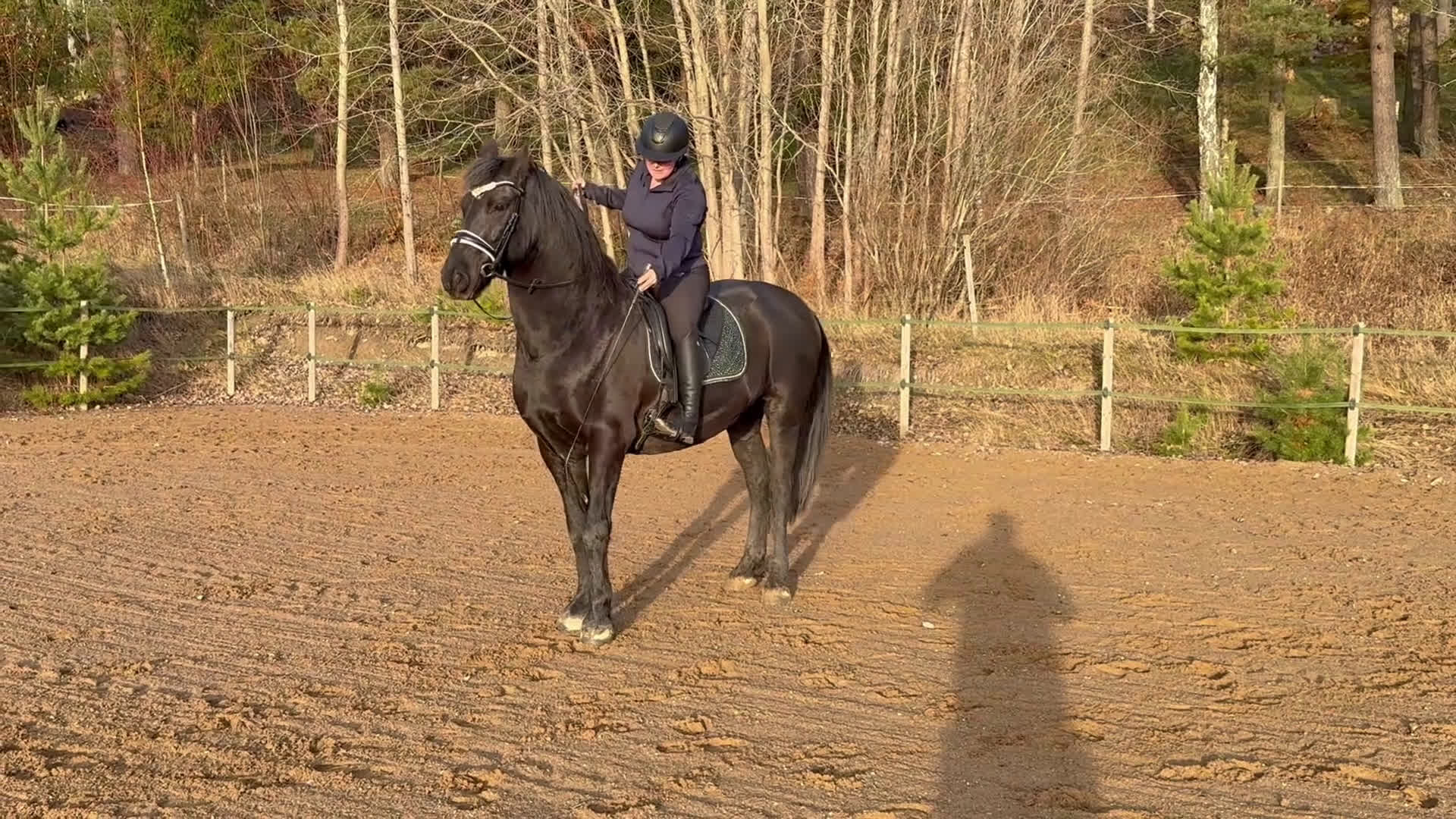 Allround hästar till salu: Trevlig frieser/hbl-valack i Vagnhärad - Video 3