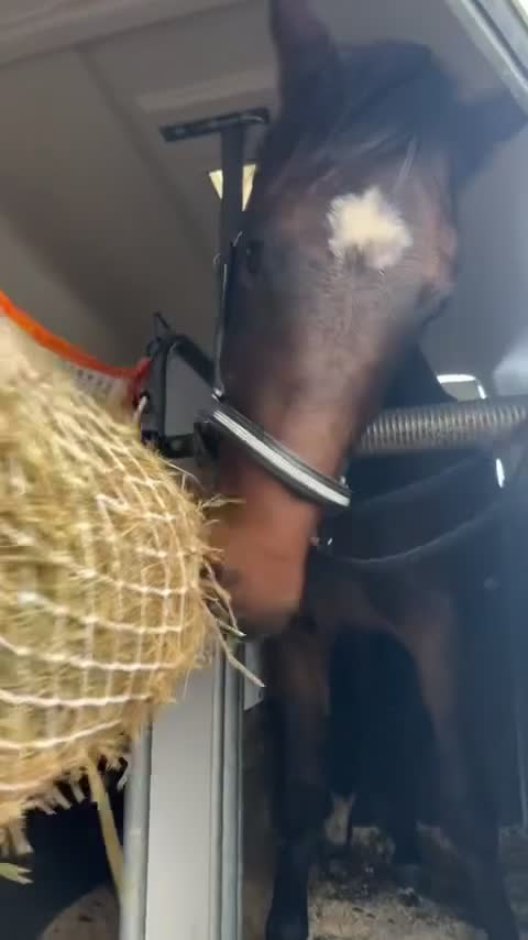  foderhäst finnes: 3-årig valack e. So Perfect  - Video 4