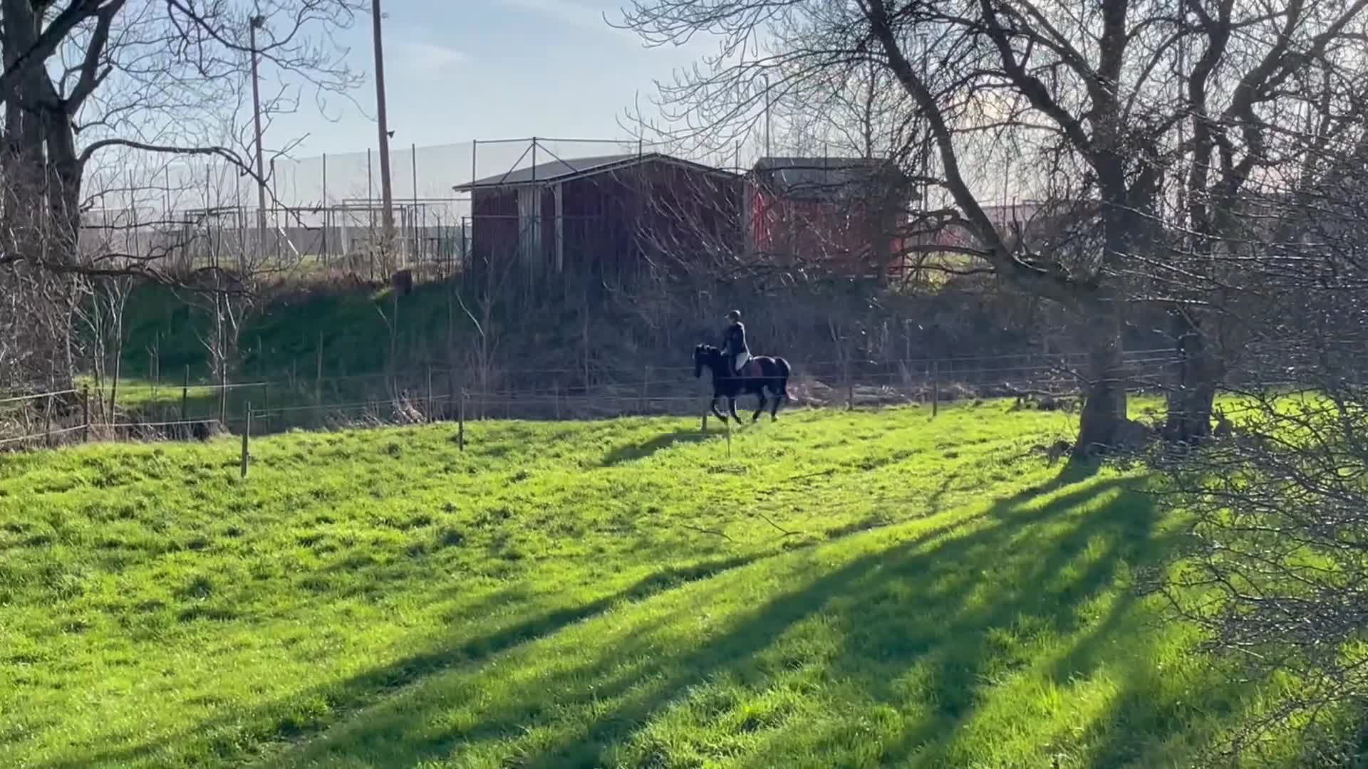 Allround hästar till salu: Rolig allroundponny - Video 3