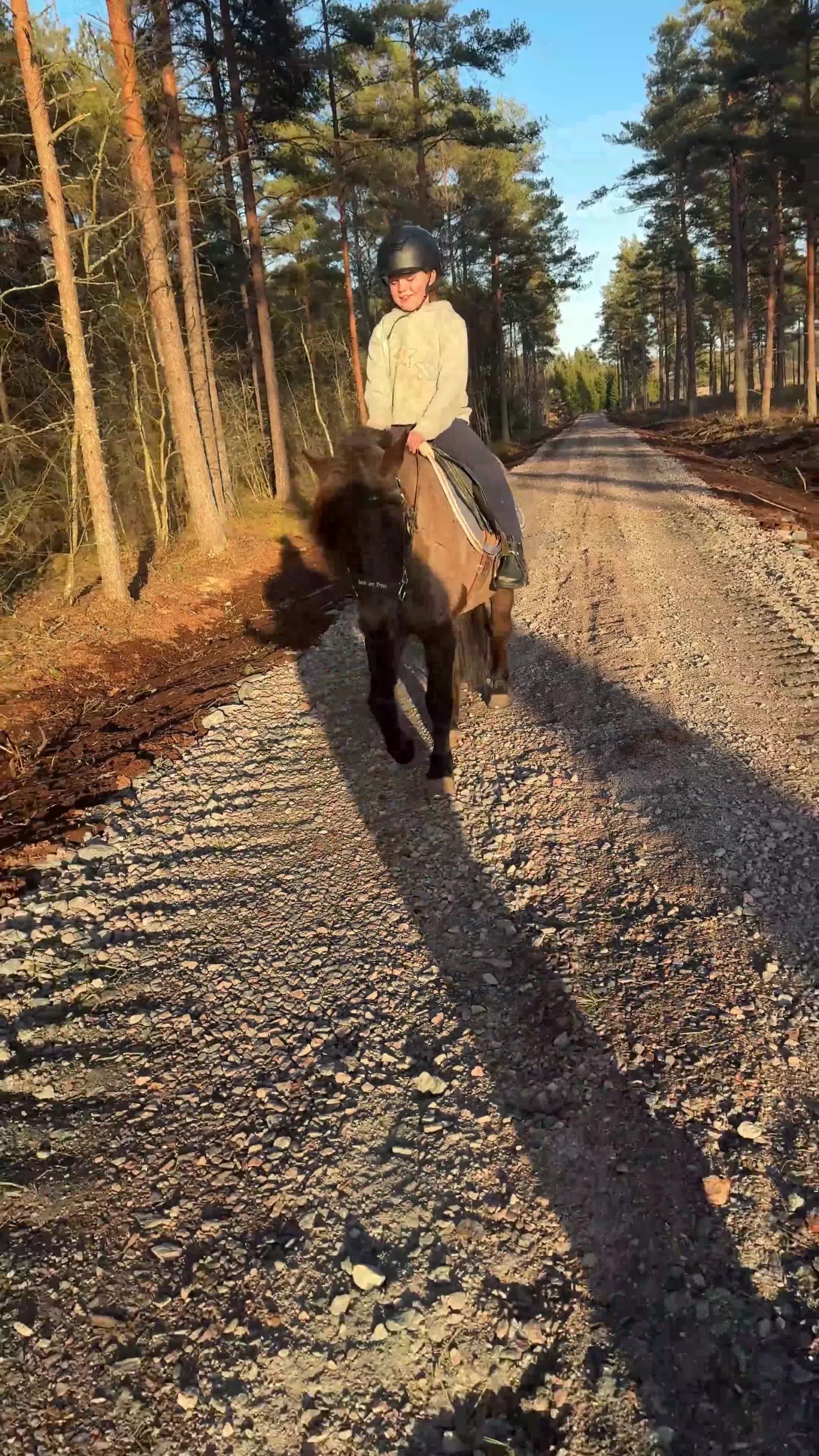 Allround hästar till salu: Snyggaste russet  - Video 2