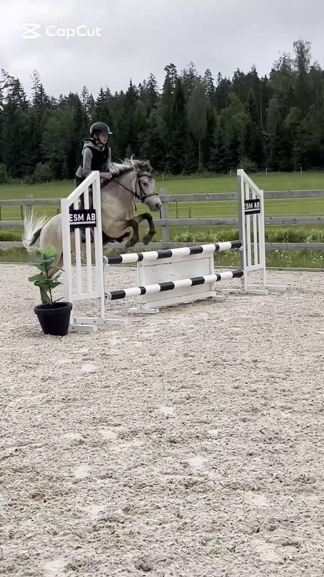 Sällskap hästar till salu: Trevligt gotlandsruss  i Strängnäs - Video 1
