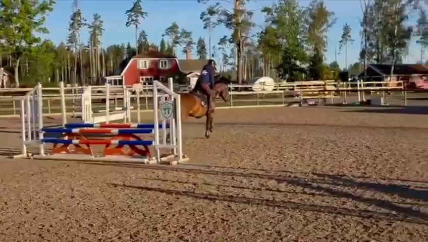 Allround hästar till salu: Väldigt trevligt sto tillsalu i Enköping - Video 1