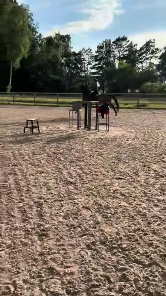 Hoppning hästar till salu: Underbar unghäst - Video 3