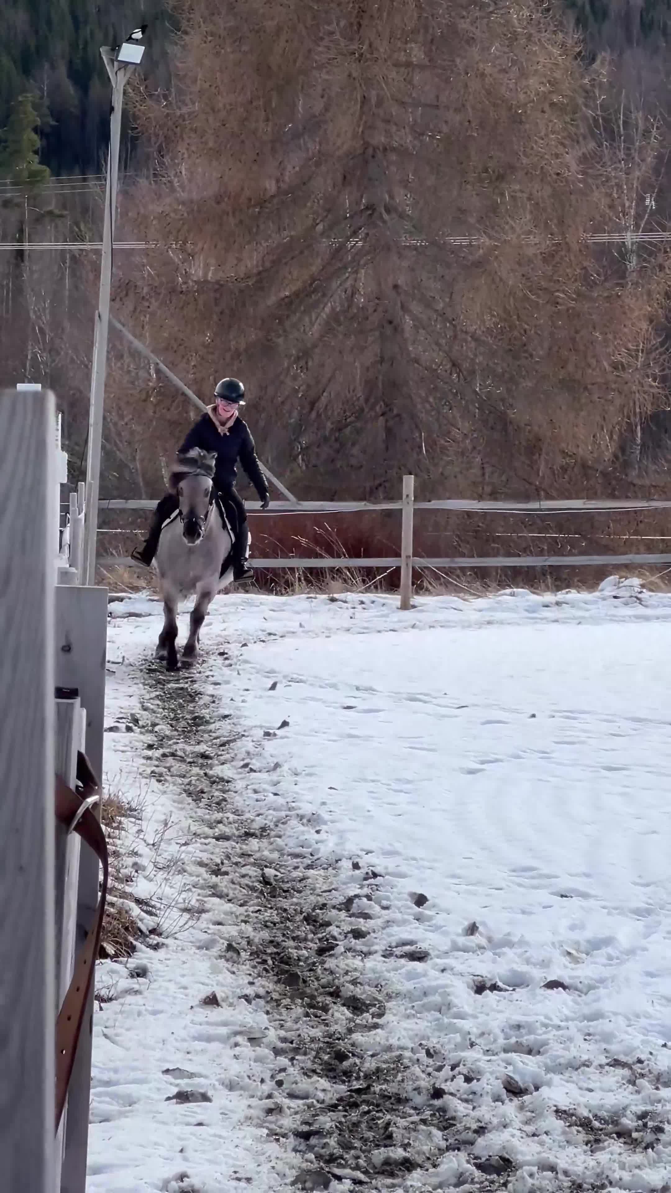Allround hästar till salu: Trevlig C-ponny - Video 2